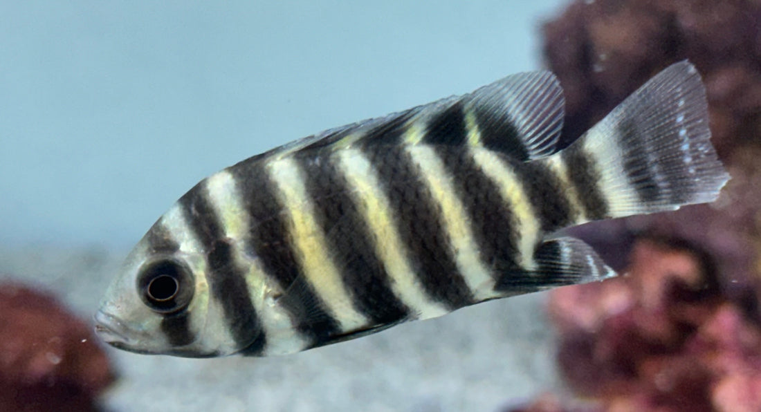 Butterkoferi Tilapia Cichlid (1.5-2”)