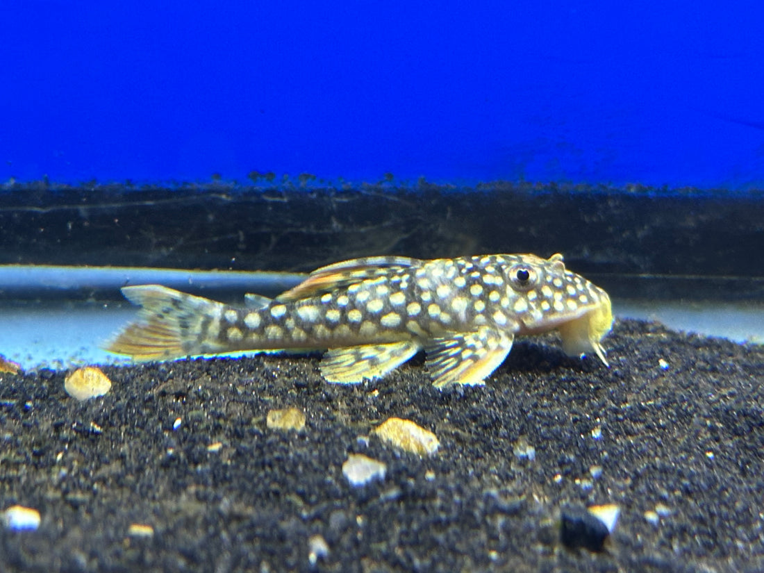 L014 Sunshine Pleco (2.5”)