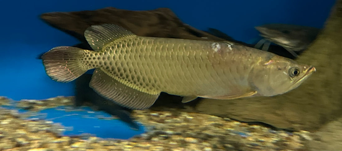 XL Jardini Arowana (16-18”)