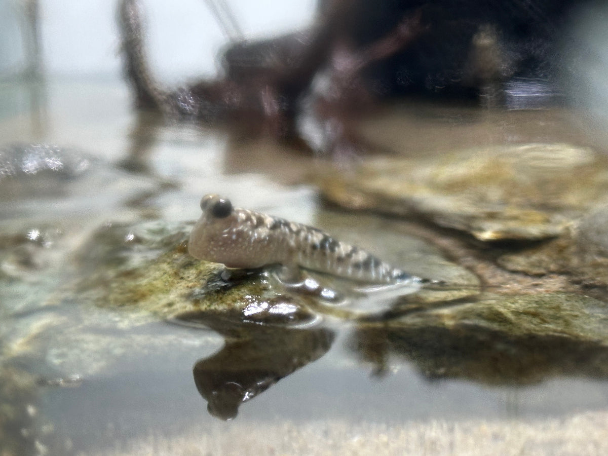 Atlantic Mudskipper (2.5-2.75”)