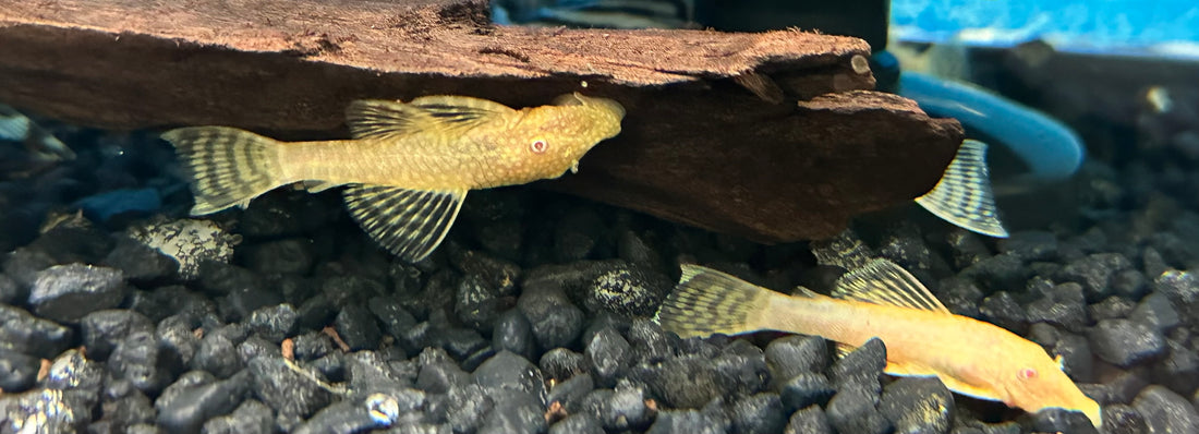 Pleco albino de nariz arbustiva (2”)