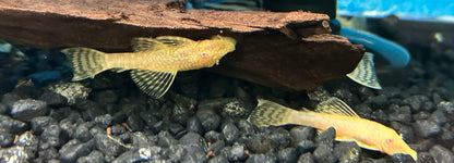 Albino Bushynose Pleco (1.5-2”)