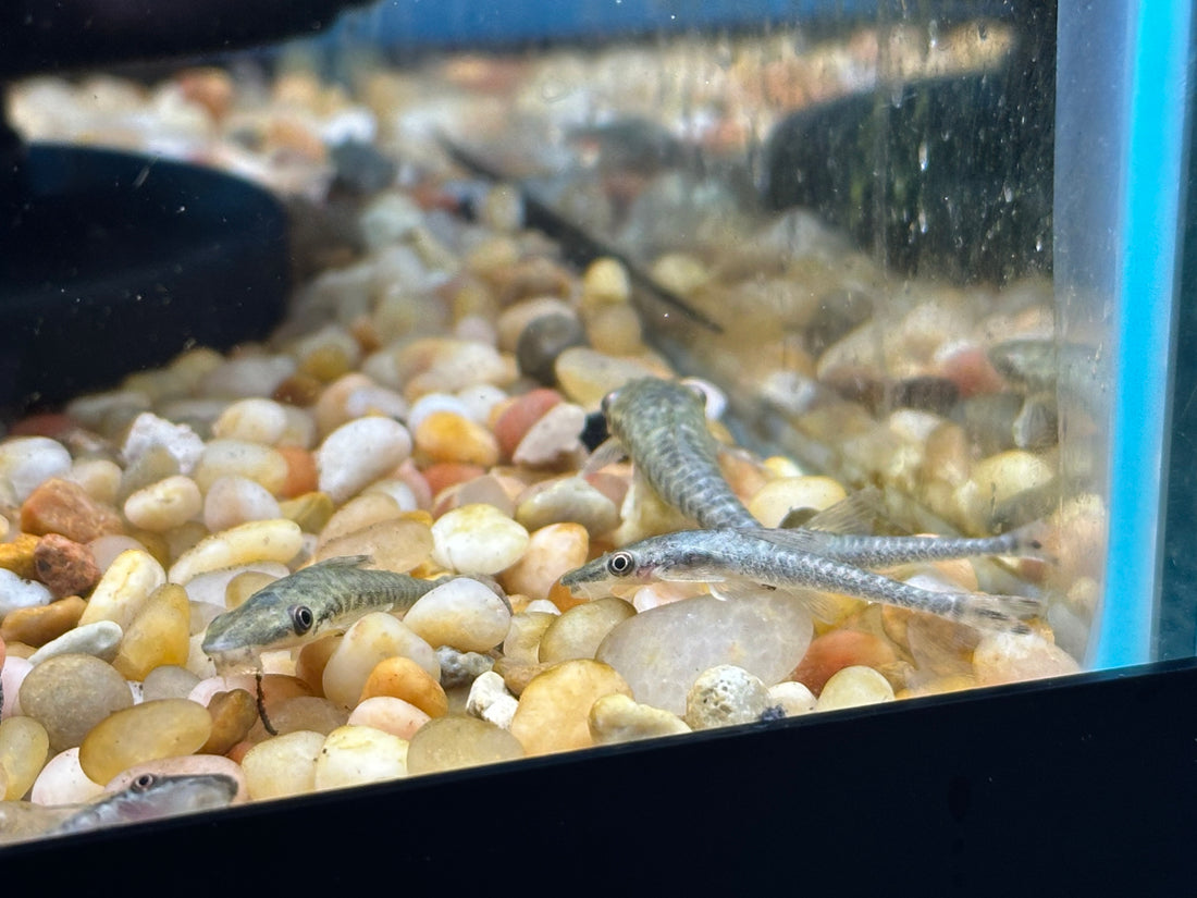 Giant Otocinclus (1.5”+)