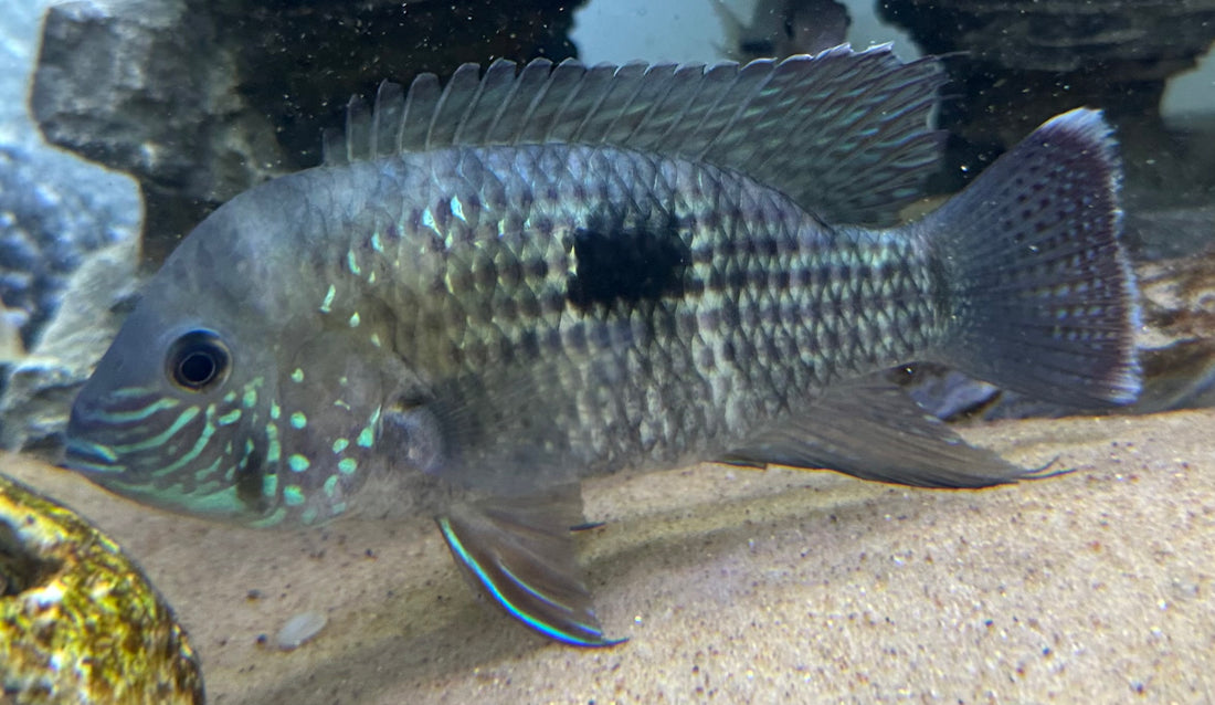 LARGE White Saum Green Terror (6”)