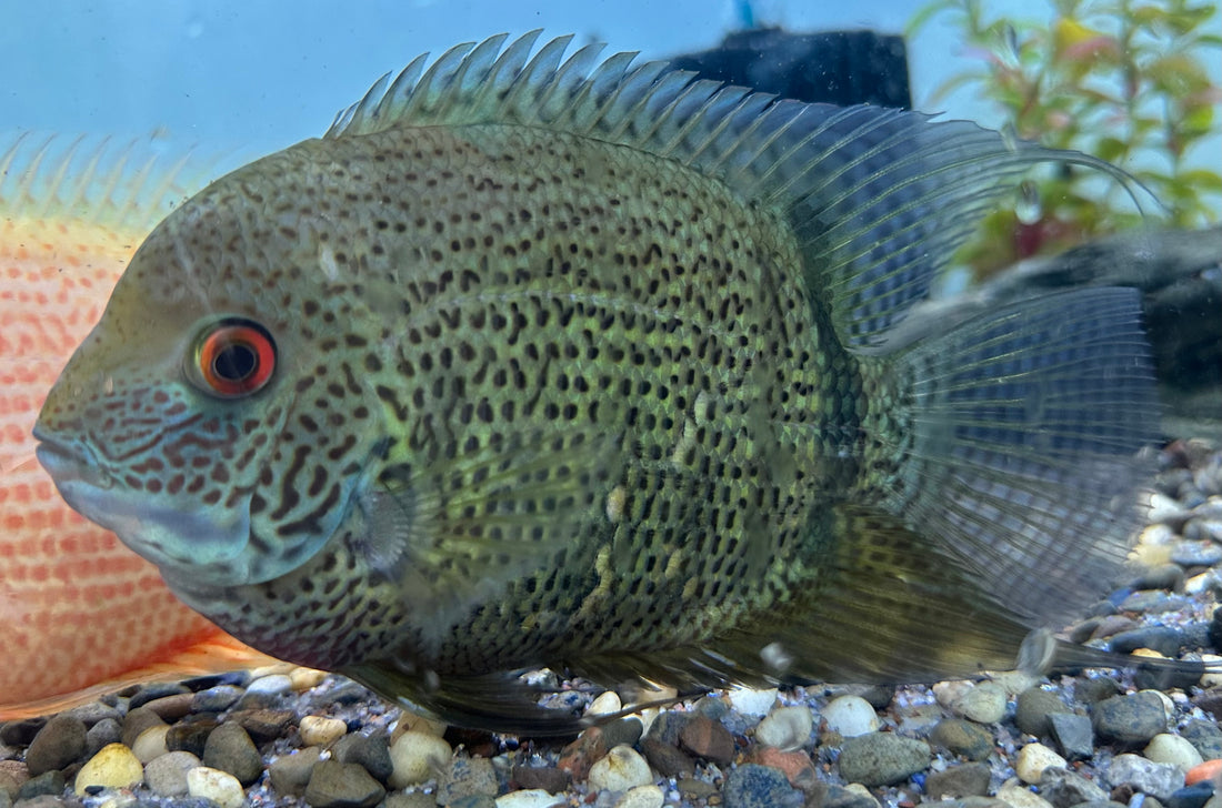 Turquoise Severum (5-5.5”)