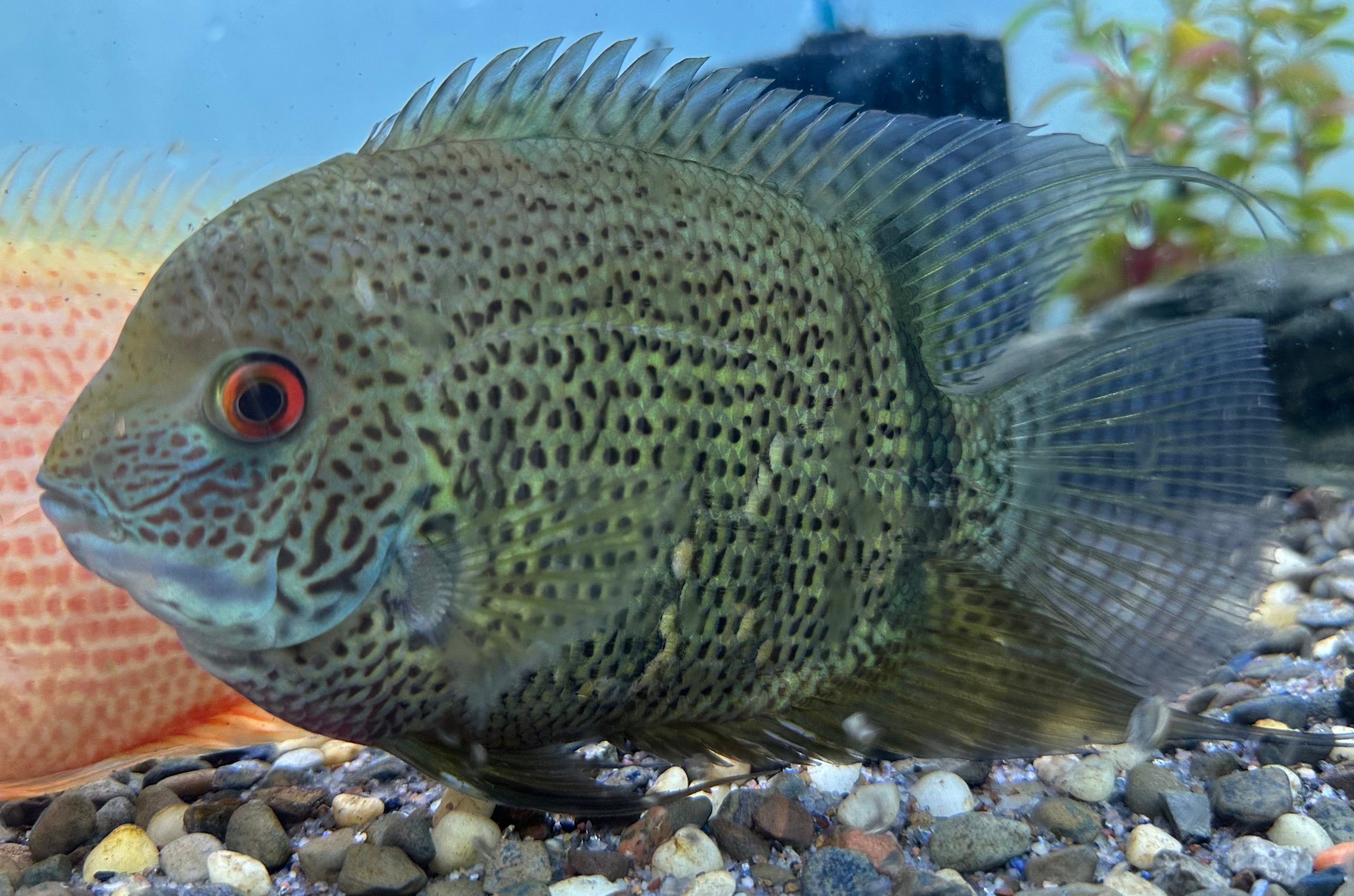 Turquoise Severum (5-5.5”)