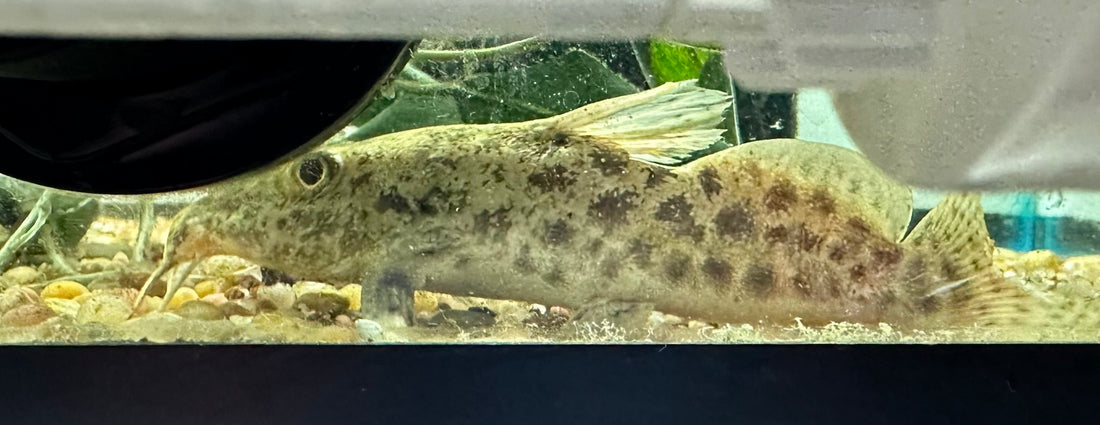 Giraffenose Catfish (5”)