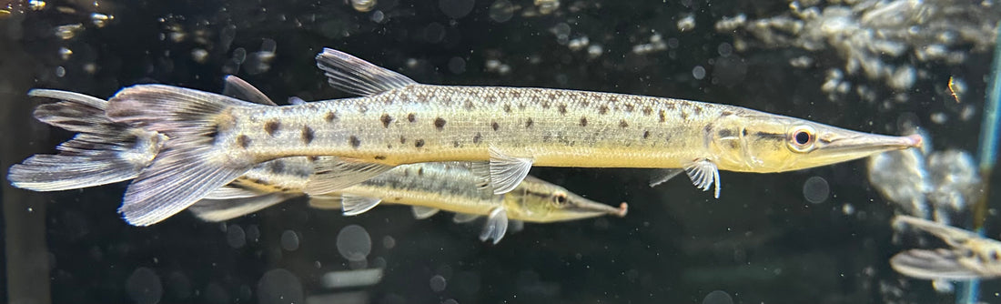 Spotted Mosaic Gar (7-8”)