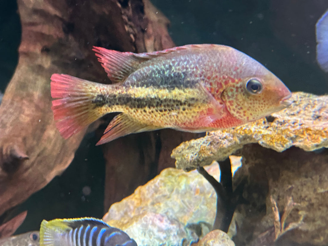 Rio Chacamax Vieja Bifasciatus Cichlid (5.5-6”)