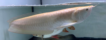 XL Albino Silver Arowana (16”+)