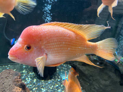 XL Red Devil Cichlid (8.5-9”)