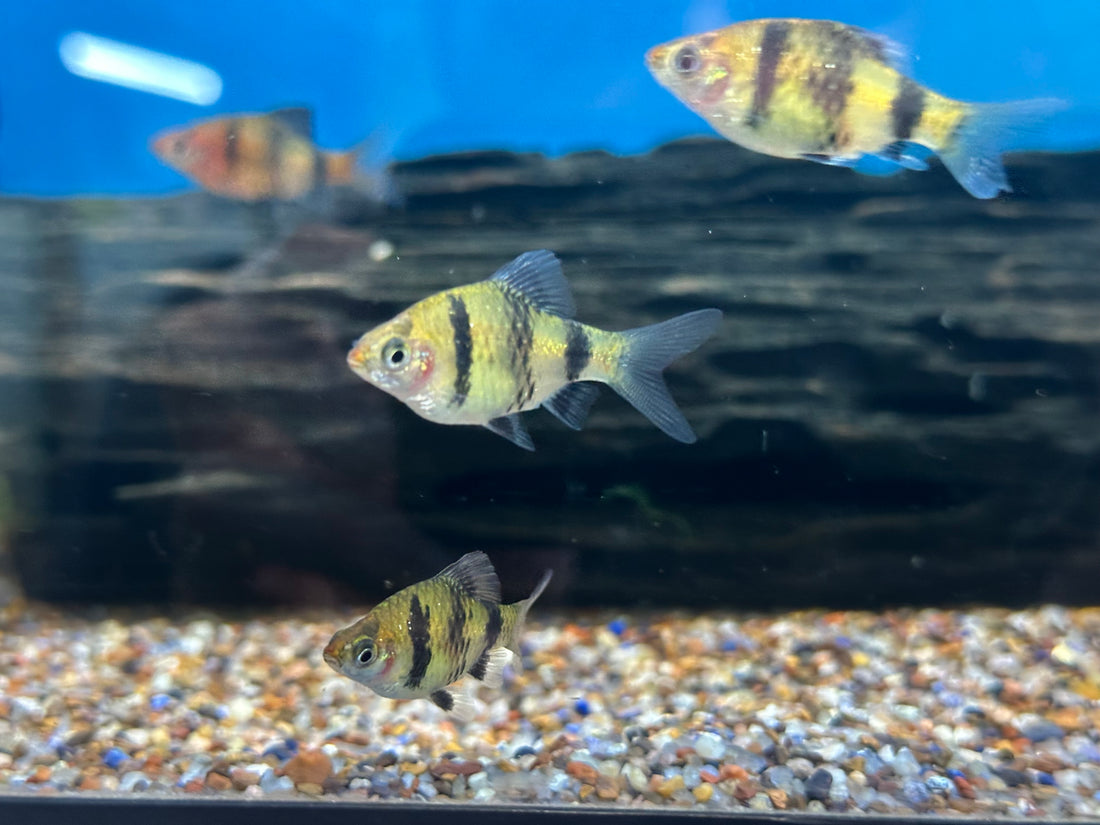 Black Ruby Barb (1.25-1.5”)