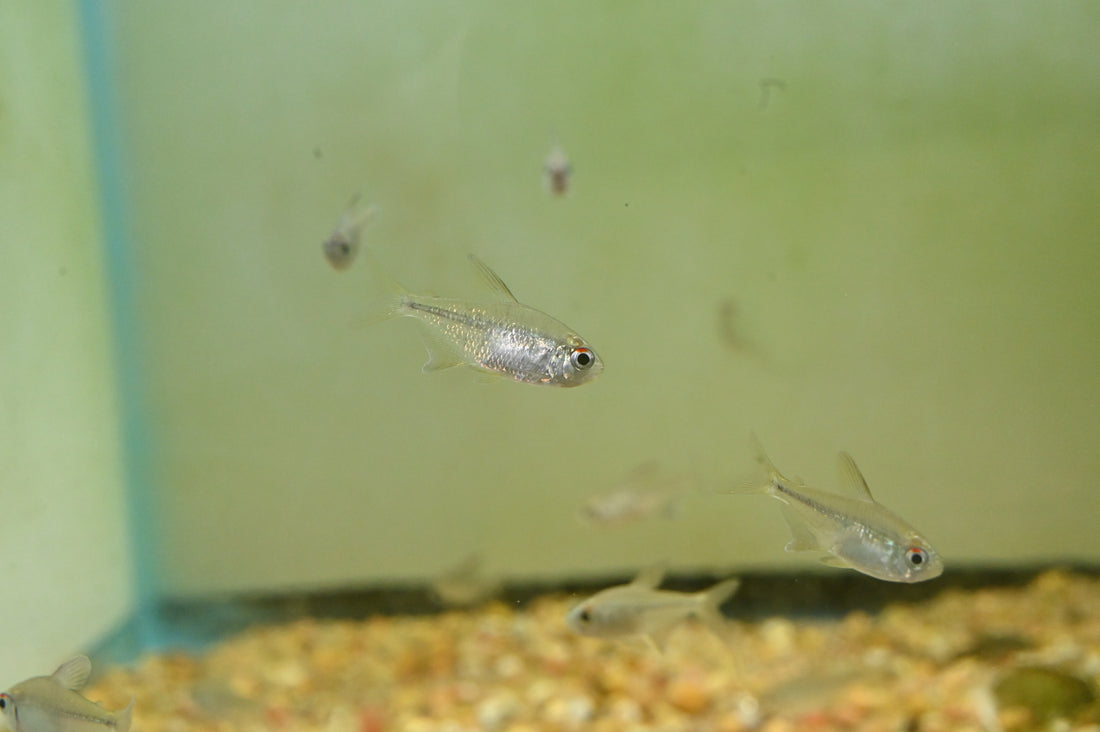 Diamond Tetra (1.25-1.5”)