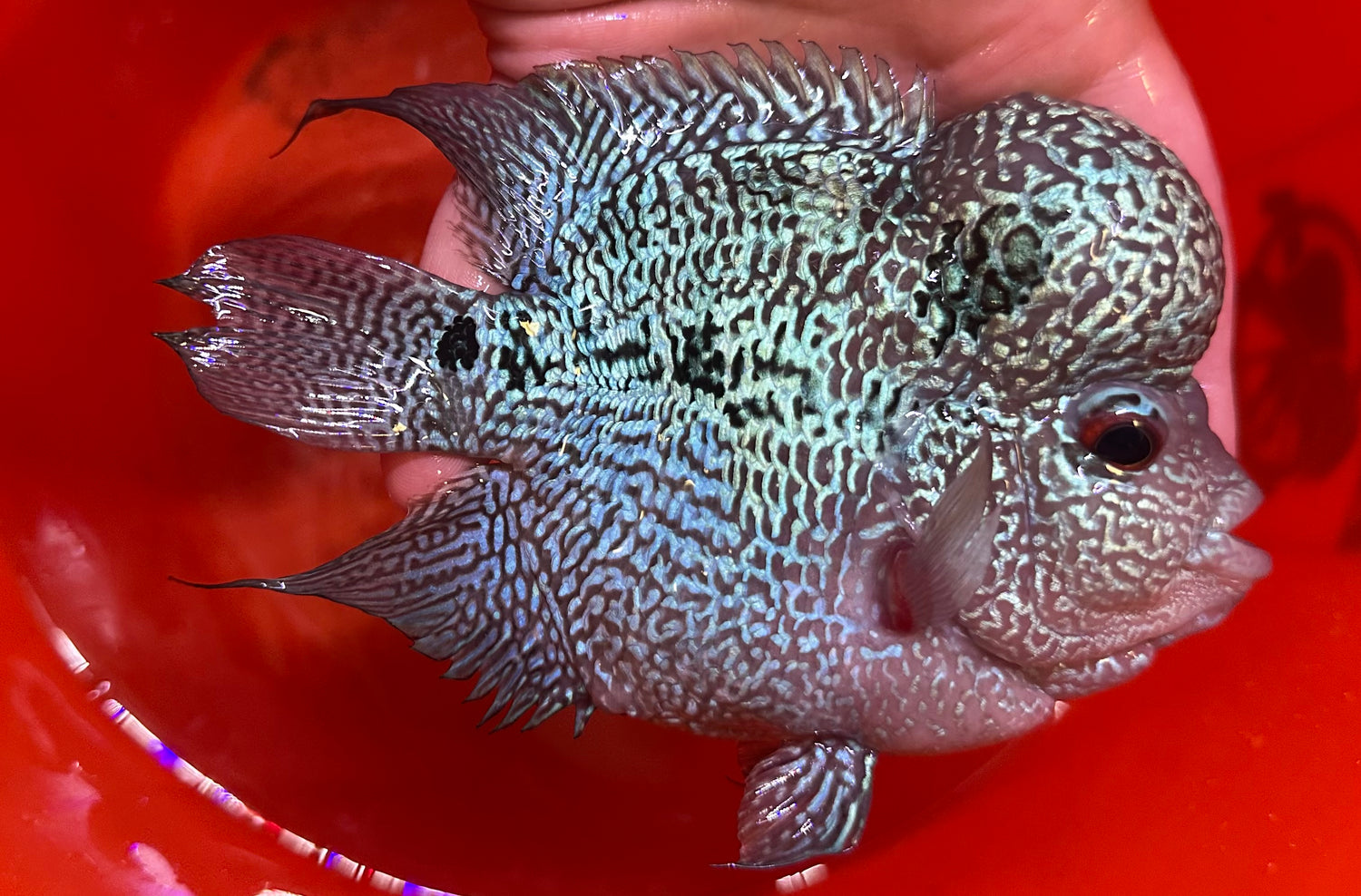 XL Bonsai Flowerhorn (5-5.5”)