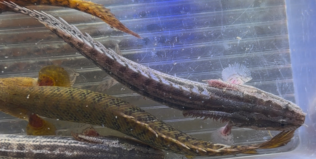 Lapradai Polypterus (4.5-5”)
