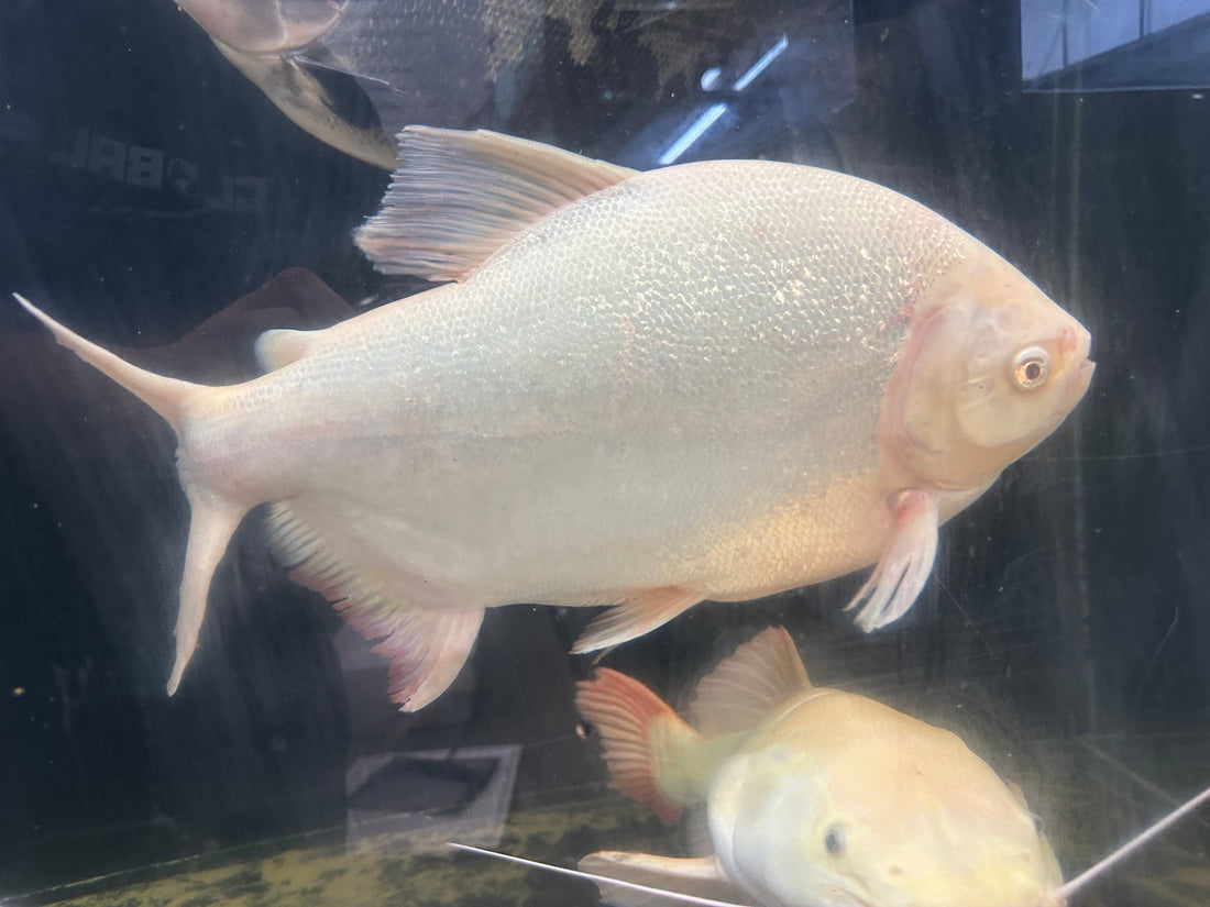 XL Albino Pacu (18-20”)