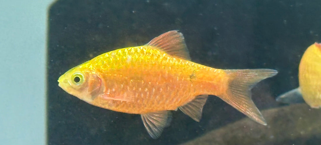 Red Rosy Barb (2”)