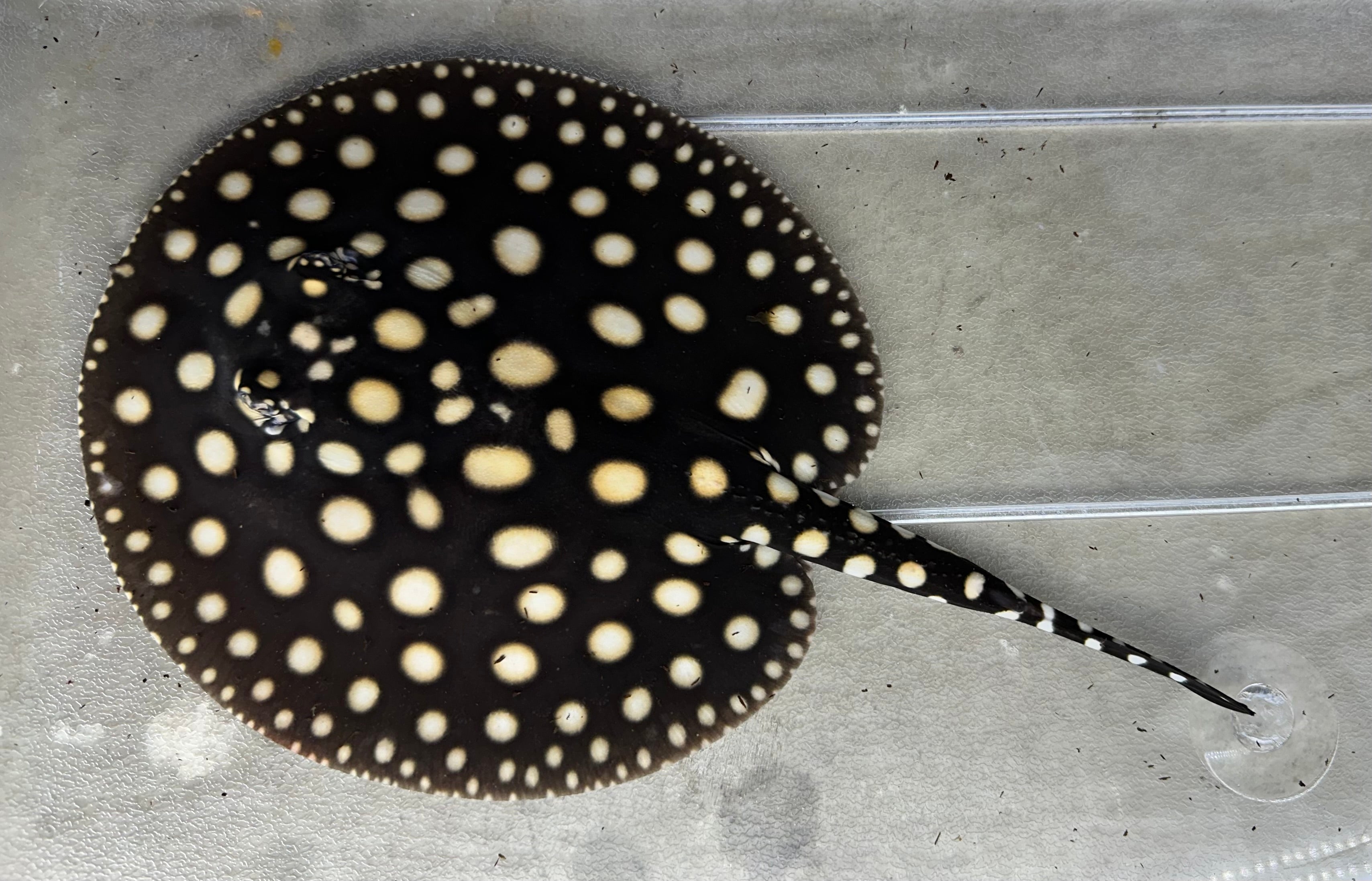 Black Diamond Stingray (Male 7”)