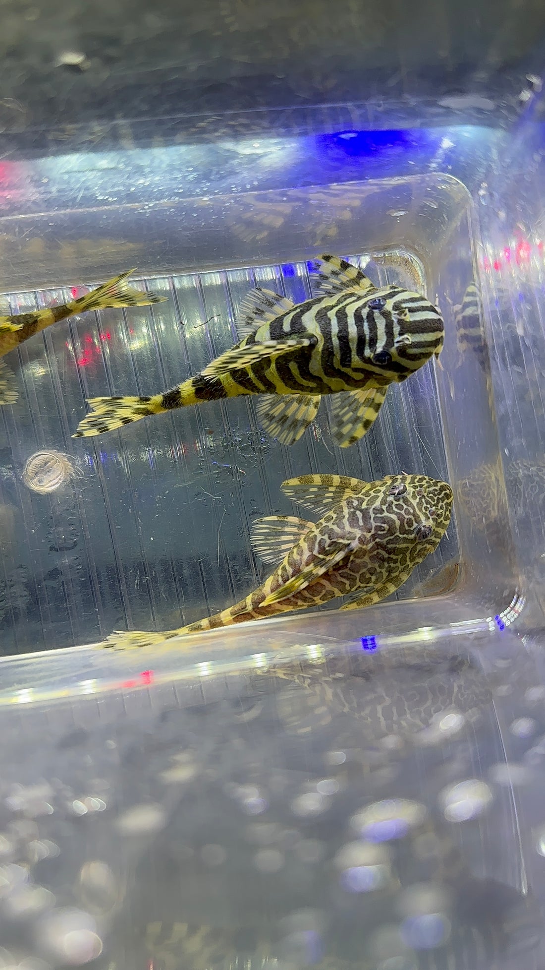 L134 Leopard Frog Pleco (3”)