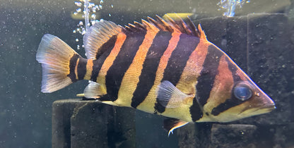 XL 4 Bar Datnoid (9-10”)