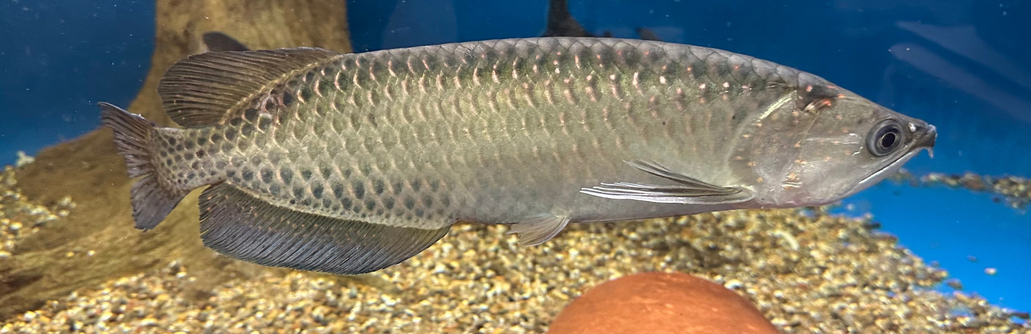 XL Jardini Arowana (14-15”) – Global Fish Co.