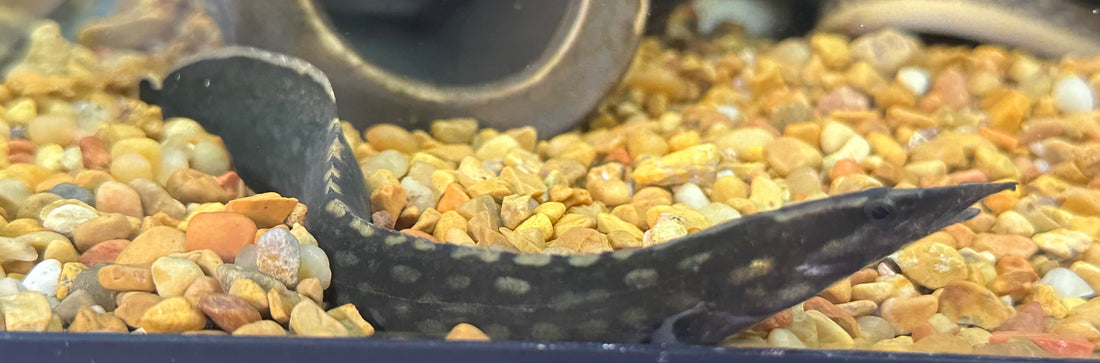 Unicolor Spiny Eel (7”)