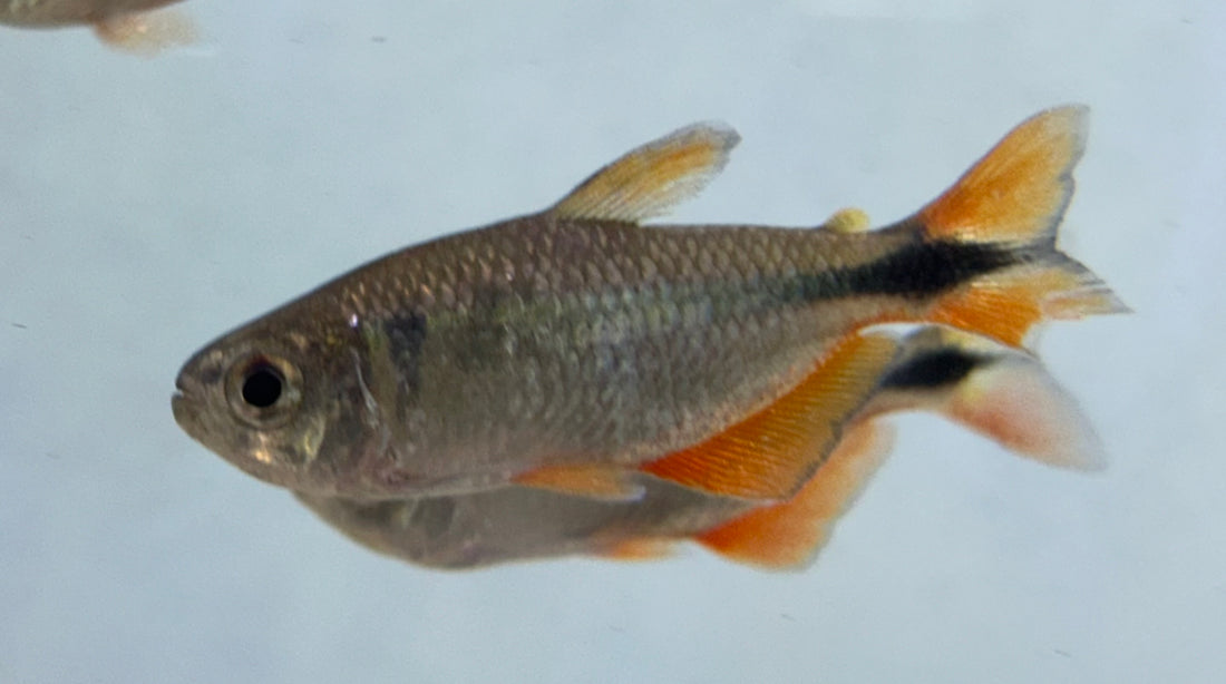 Tetra de Buenos Aires (1,5”)
