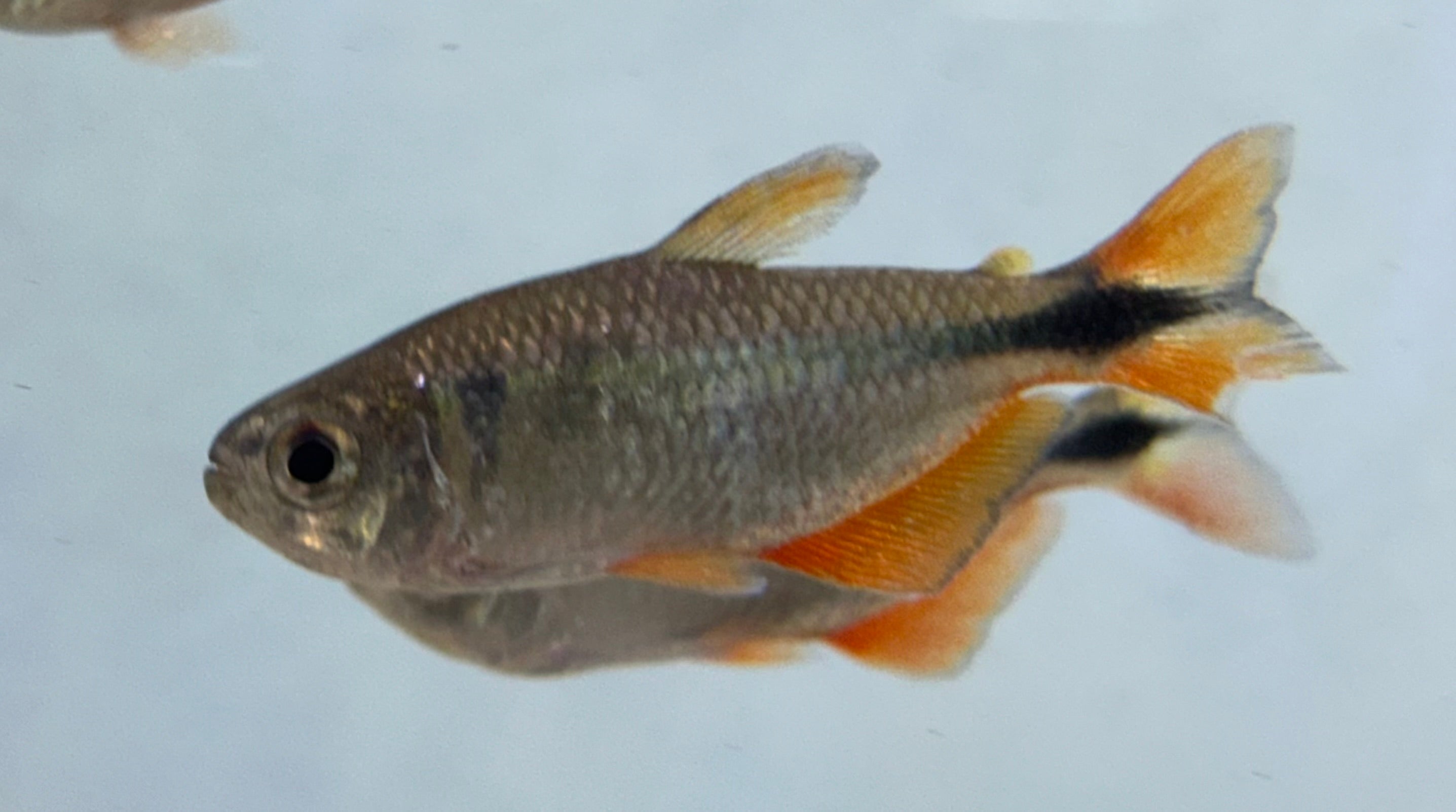 Tetra de Buenos Aires (1,5”)