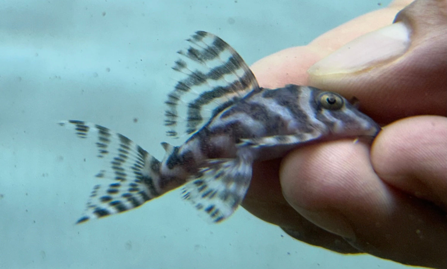 L236 RB Line Hypancistrus Pleco (2”+)