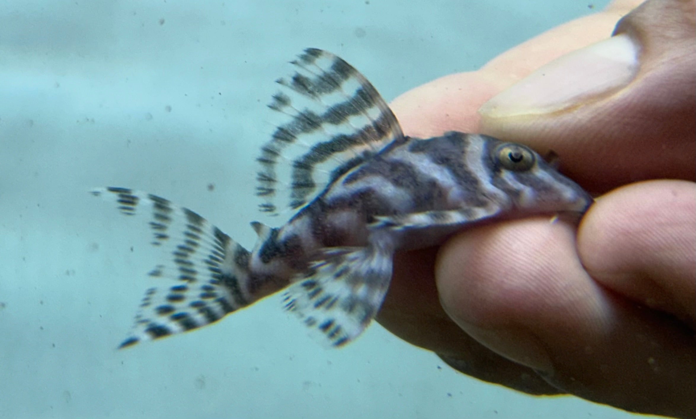 L236 RB Line Hypancistrus Pleco (2”+)