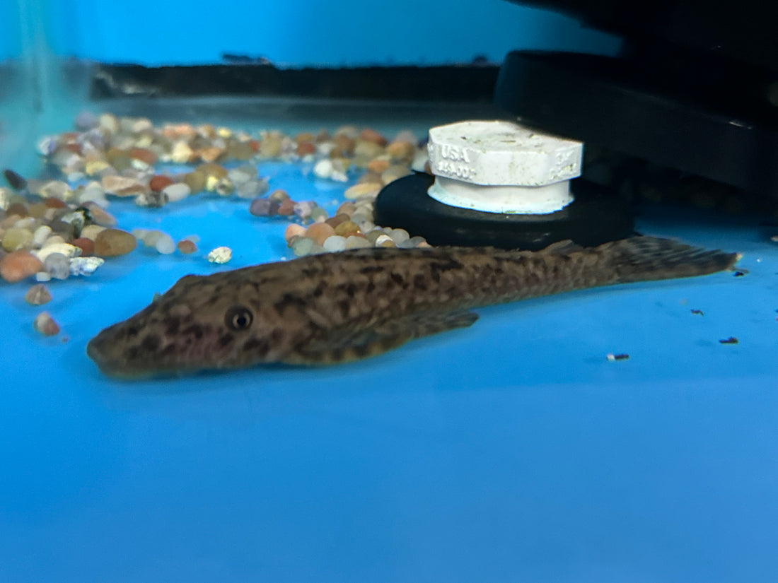 Lasciancistrus Sp Pleco (3.5”)