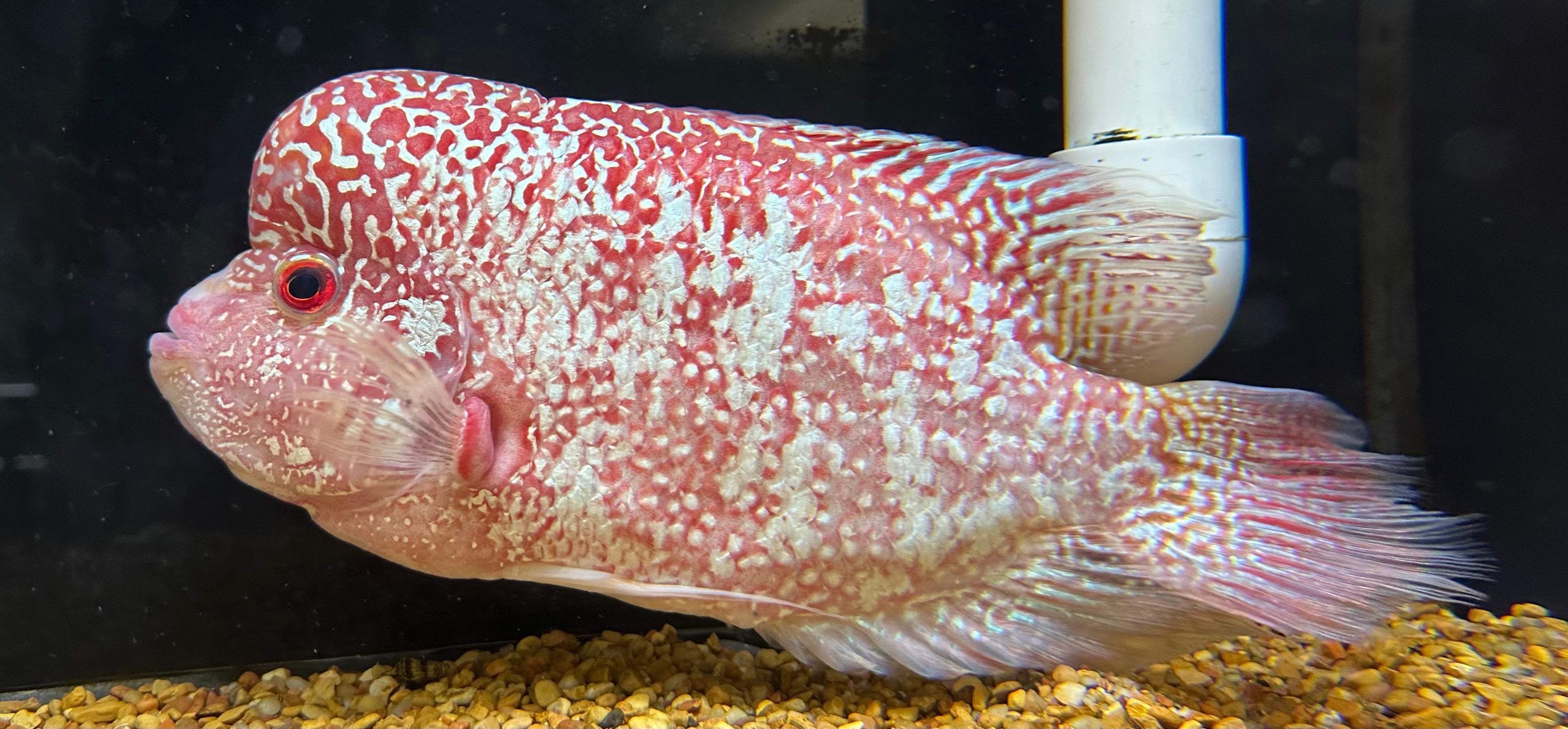 XL Firemans Dream Flowerhorn (9-10”)