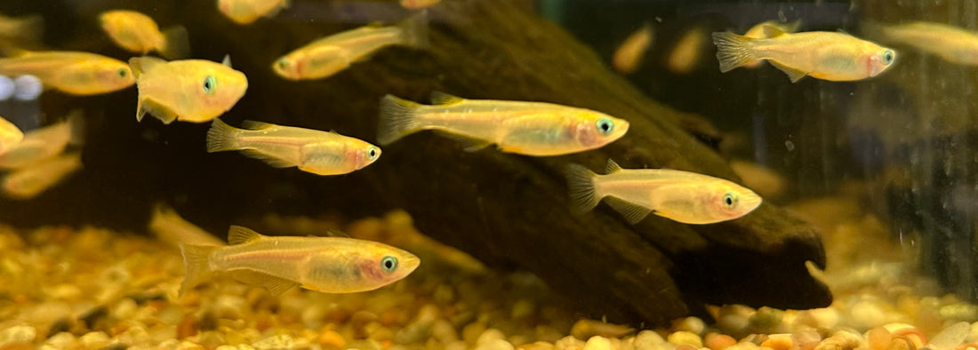 Gold Medaka Ricefish (.75-1”)