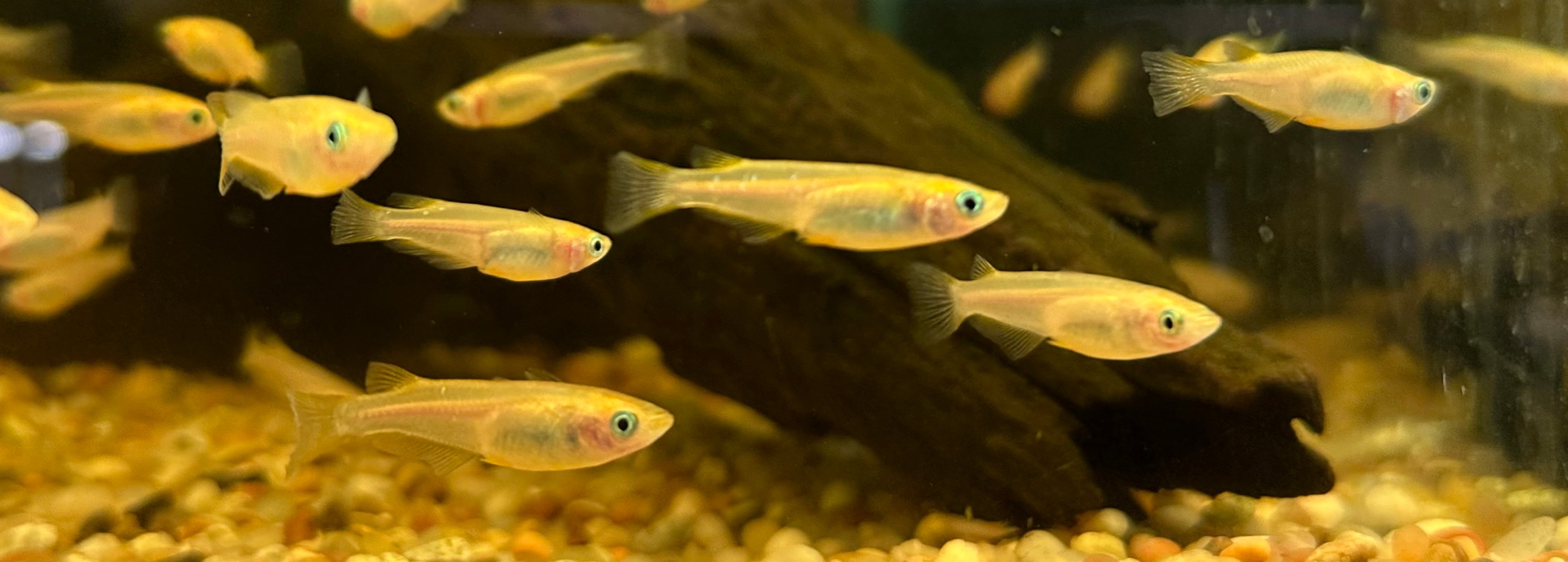 Gold Medaka Ricefish (.75-1”)