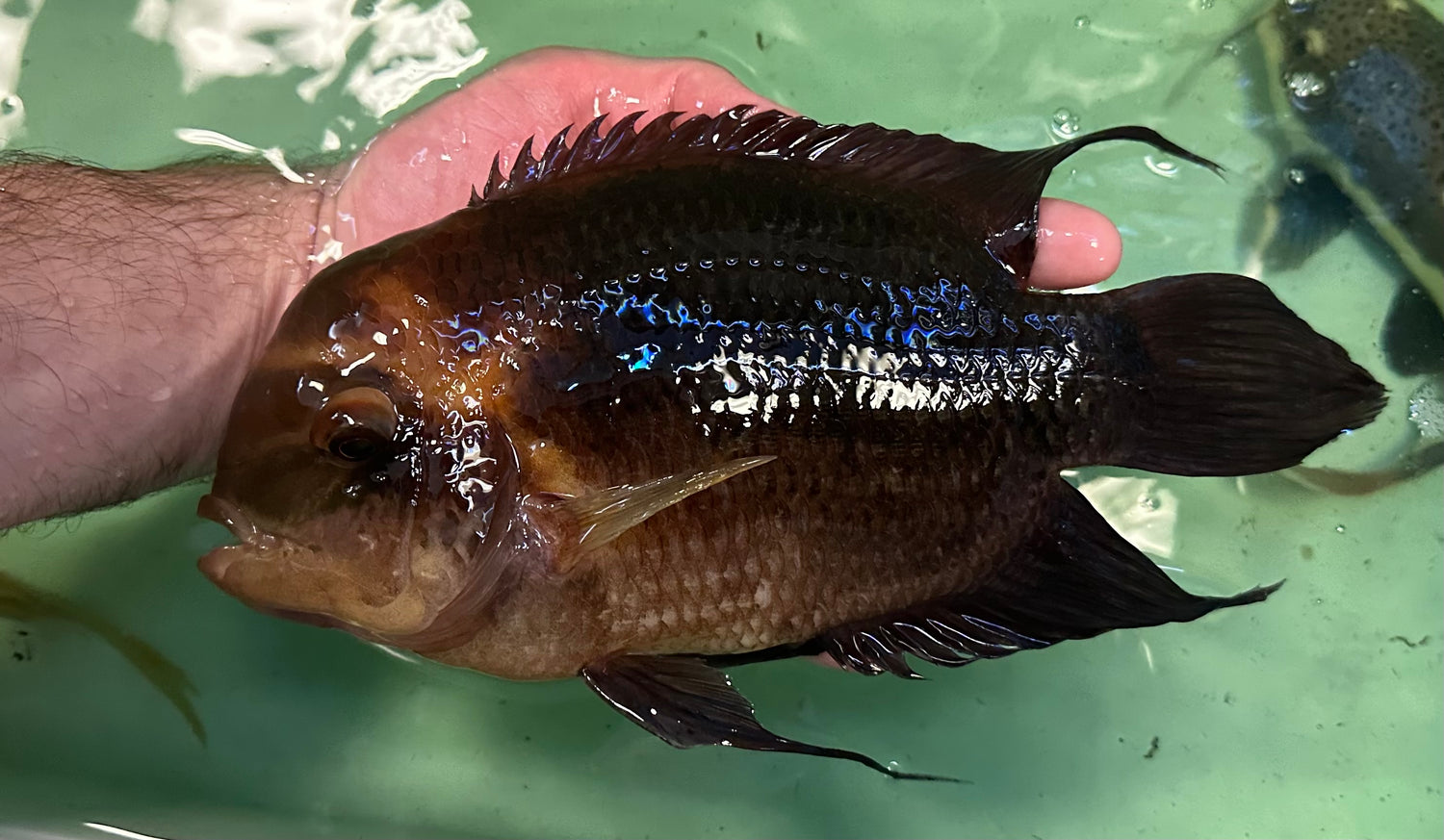 XL Chocolate Cichlid (8”)