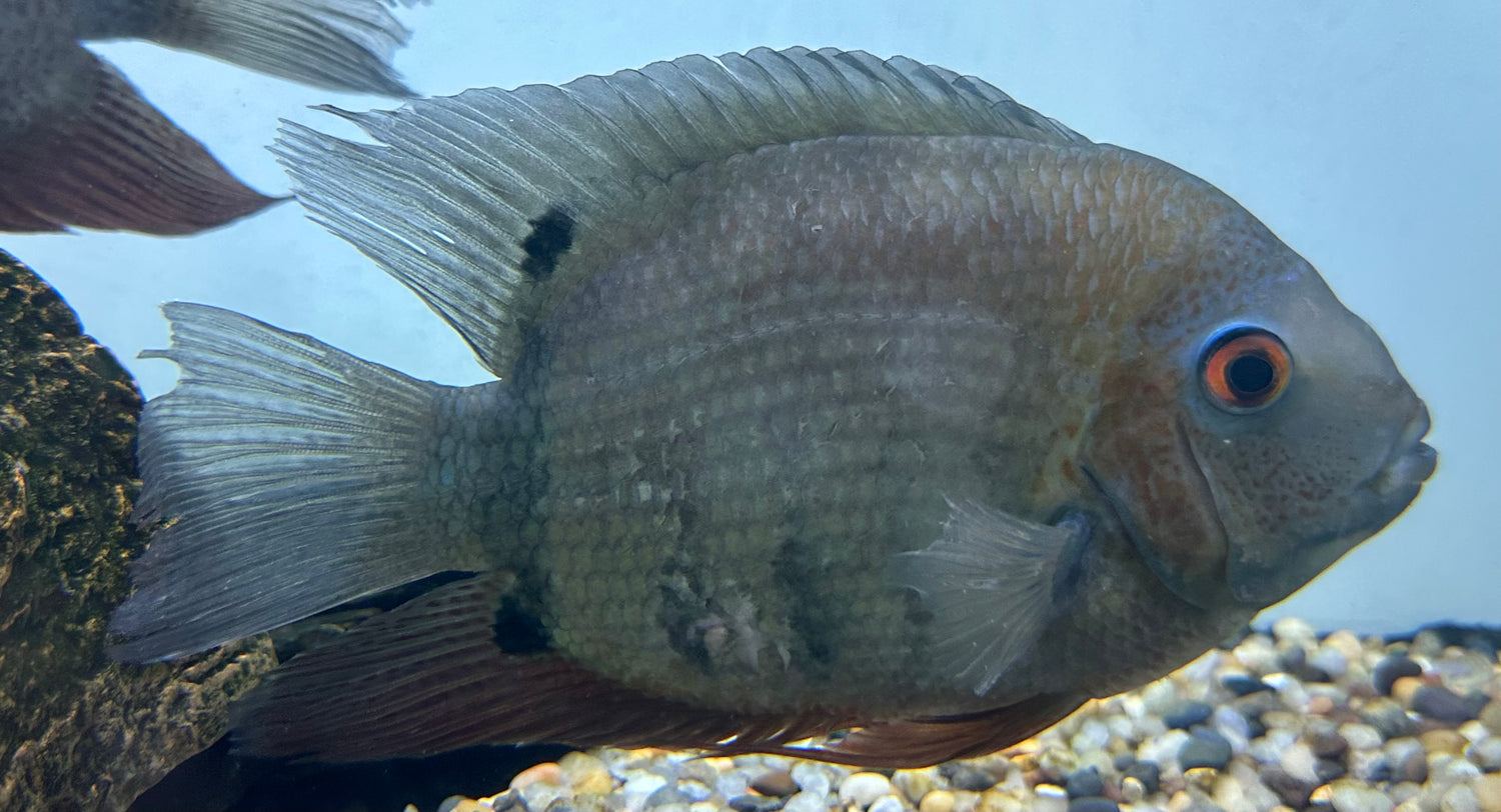 XL Red Shoulder Severum (7”)