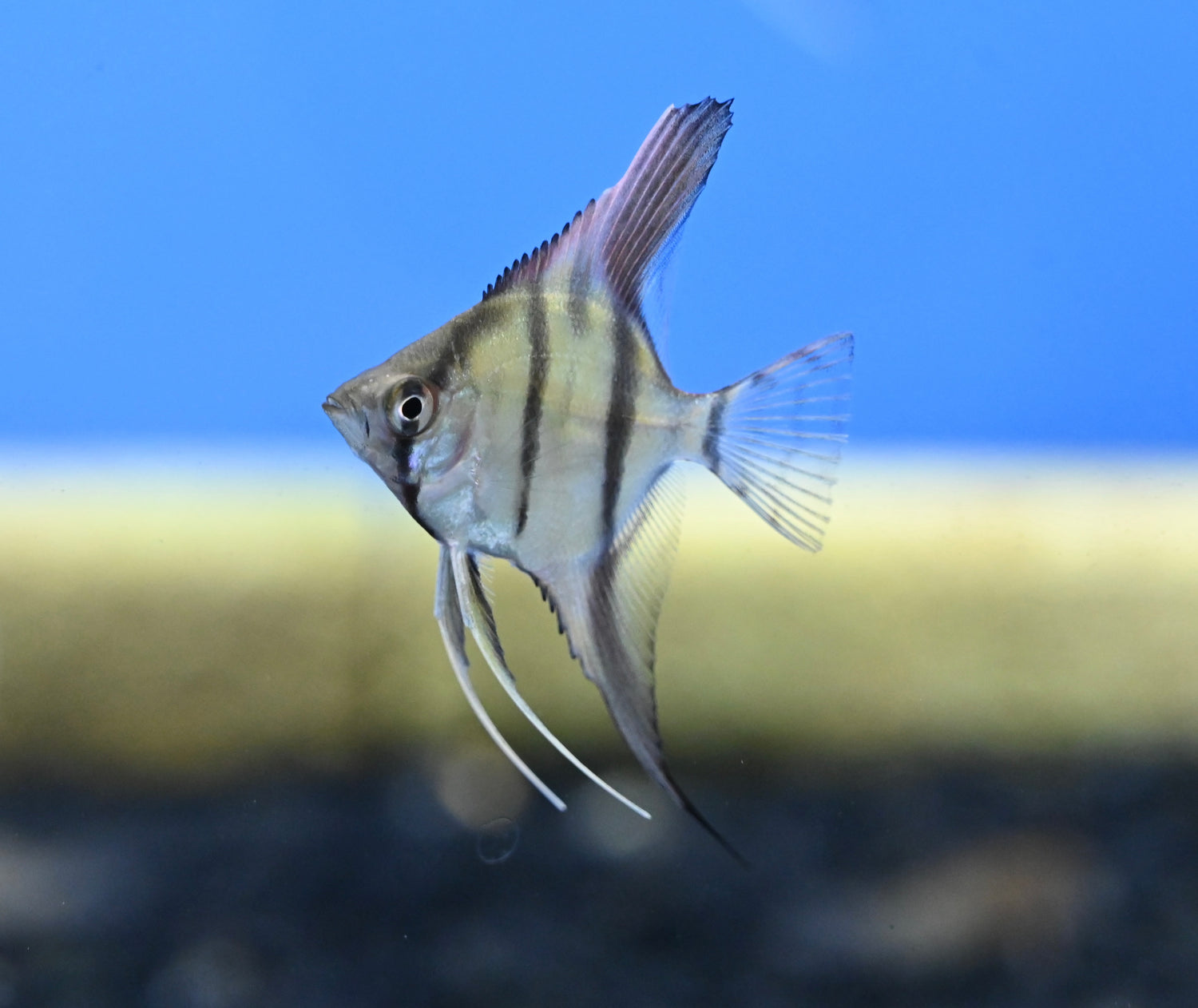 Red Back Manacapura Angel Fish (1.75-2”)