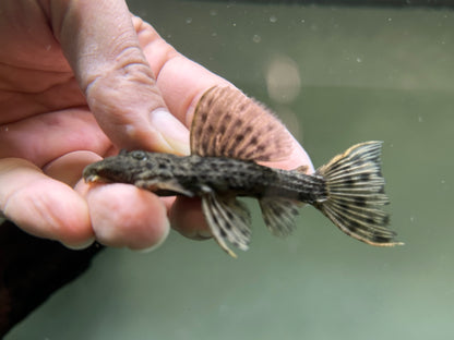 L096 Spiny Monster Pleco (2.5”)