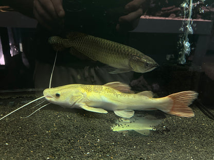 XL Platinum Tiger Shovelnose x Redtail Catfish (18”)