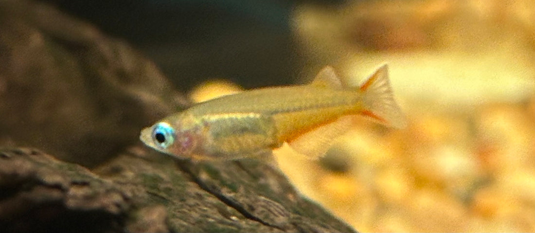 Daisy Ricefish (.75-1”)