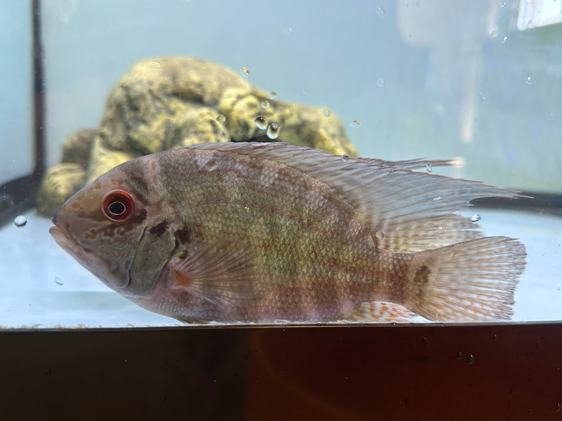 LARGE True Parrot Cichlid (6-7”)