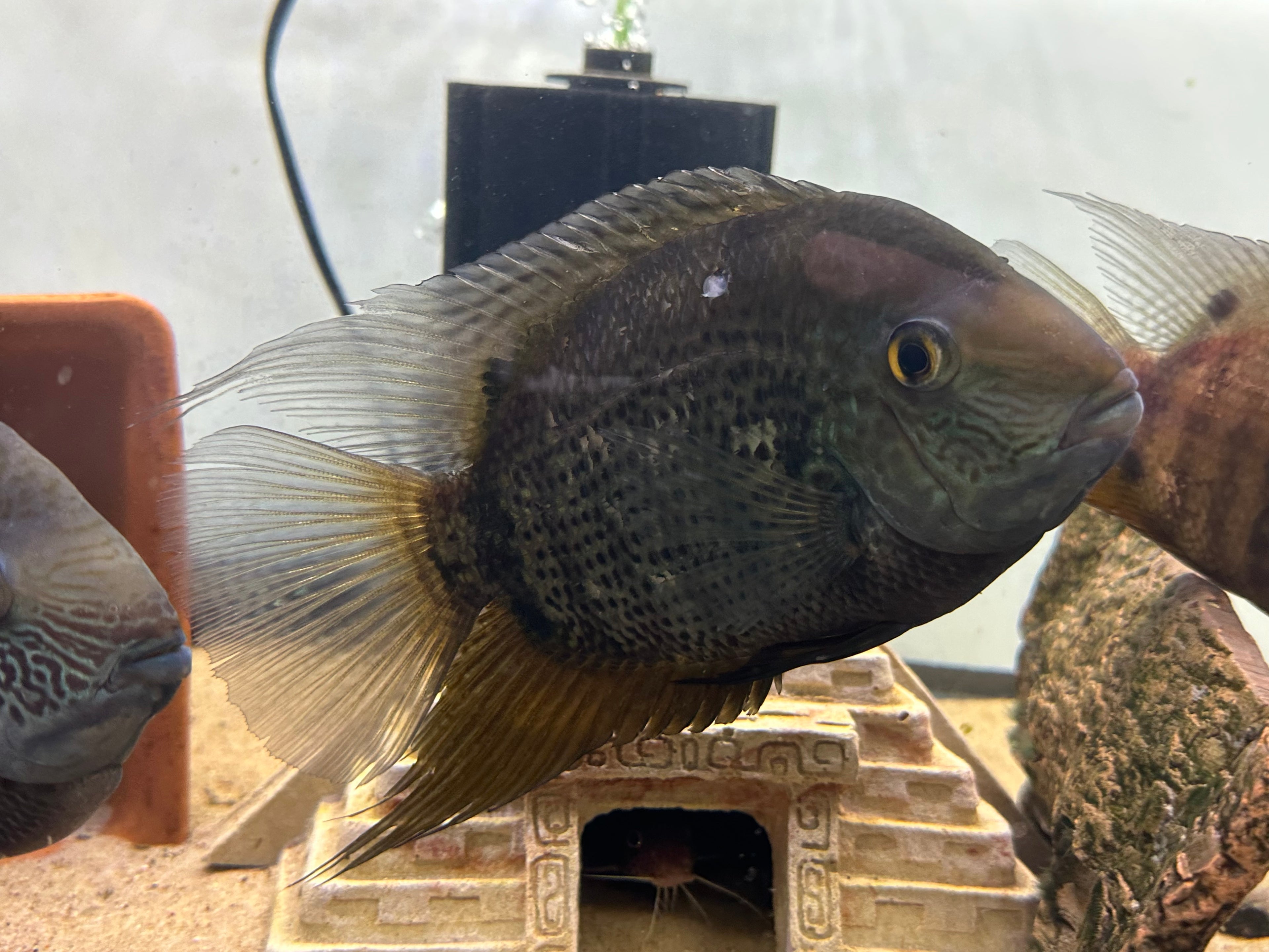 XL Green Severum Cichlid (6-7”)