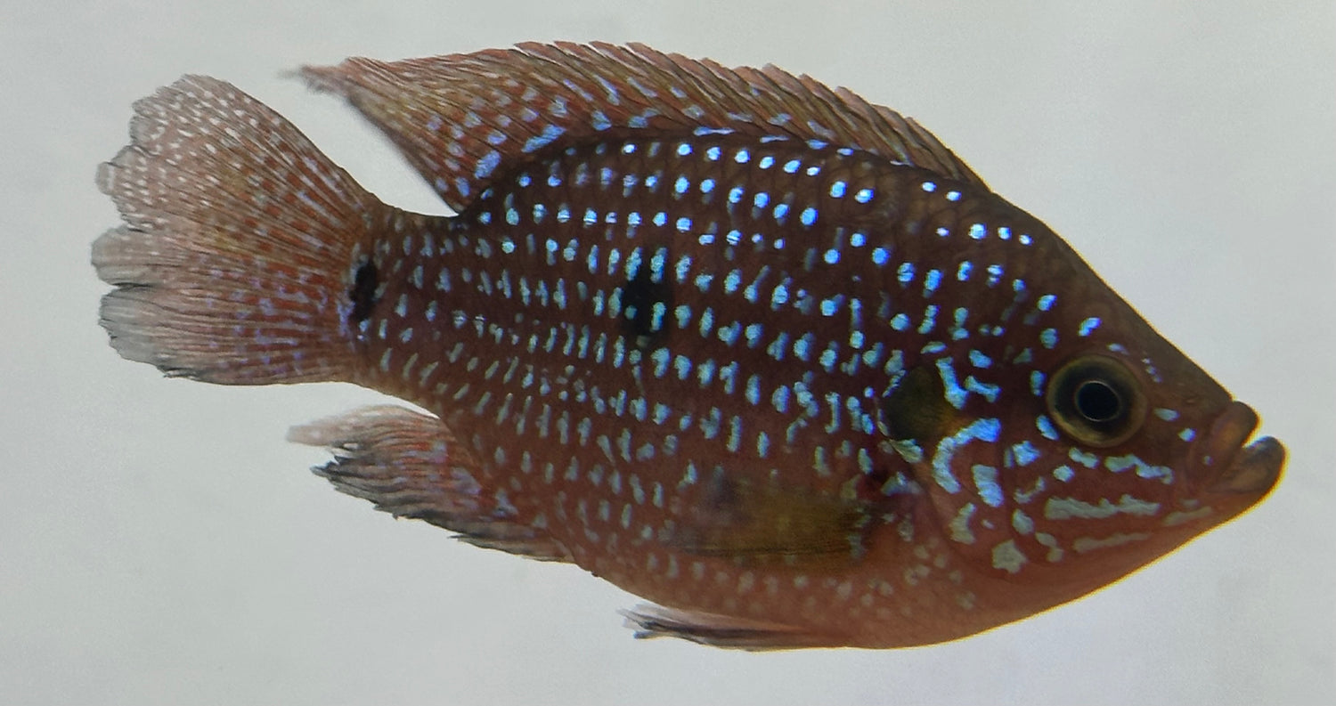 Shortbody Red Jewel Cichlid (2.5”)