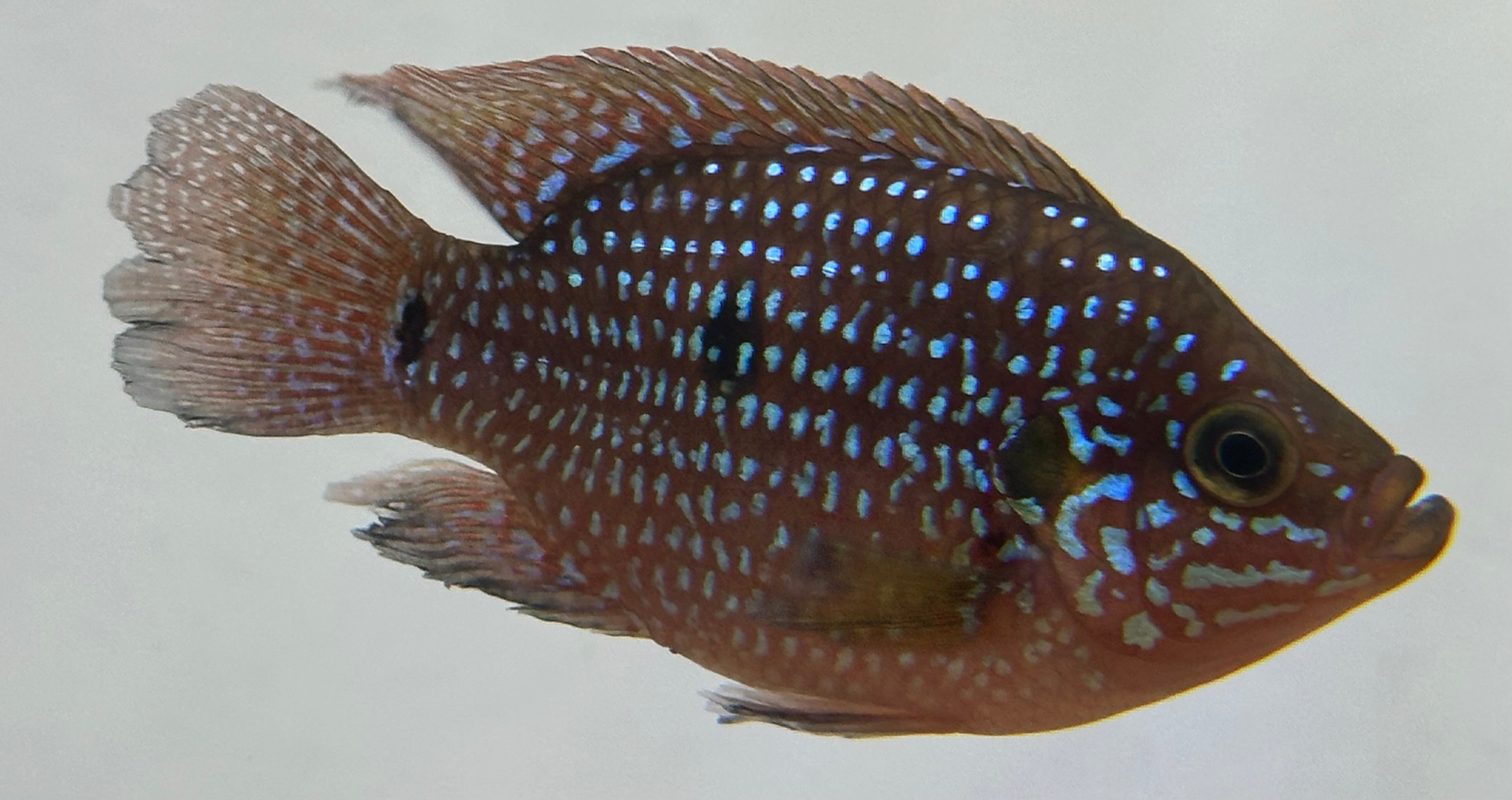 Shortbody Red Jewel Cichlid (2.5”)