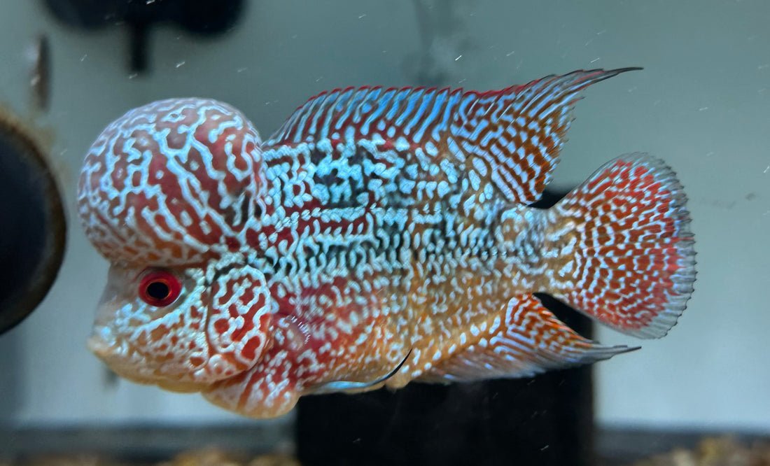 F3 Kamfa Flowerhorn (4”)