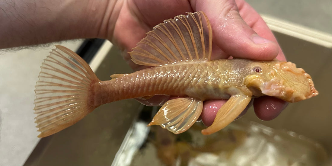 Jumbo Male Albino Bushynose Pleco (5-6”)