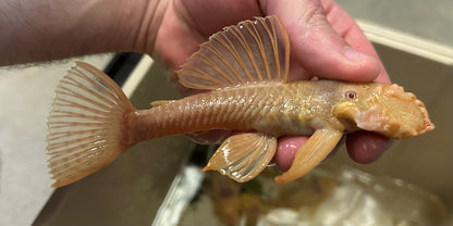 Jumbo Male Albino Bushynose Pleco (5-6”)