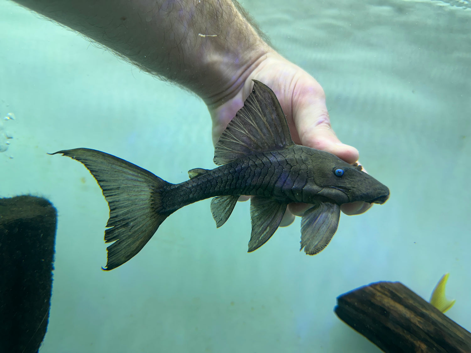 Blue Eye Panaque Pleco (6”)