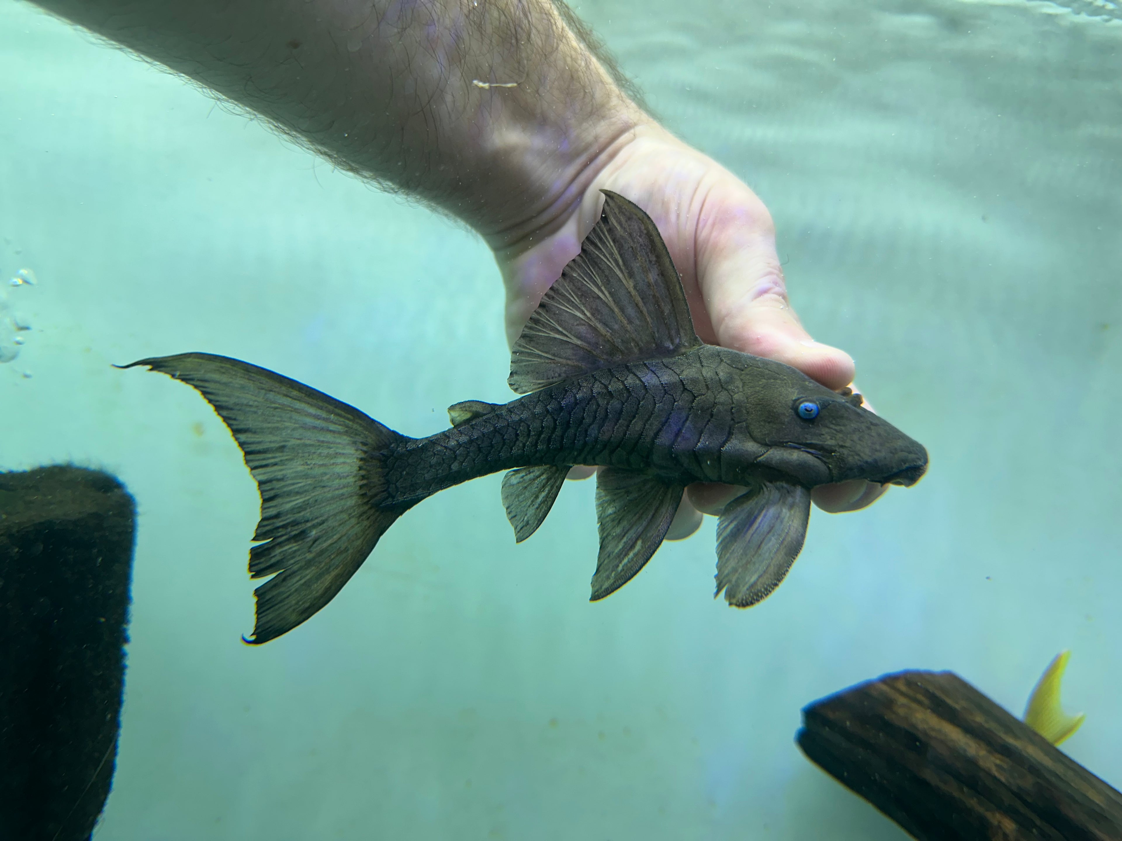 Blue Eye Panaque Pleco (6”)