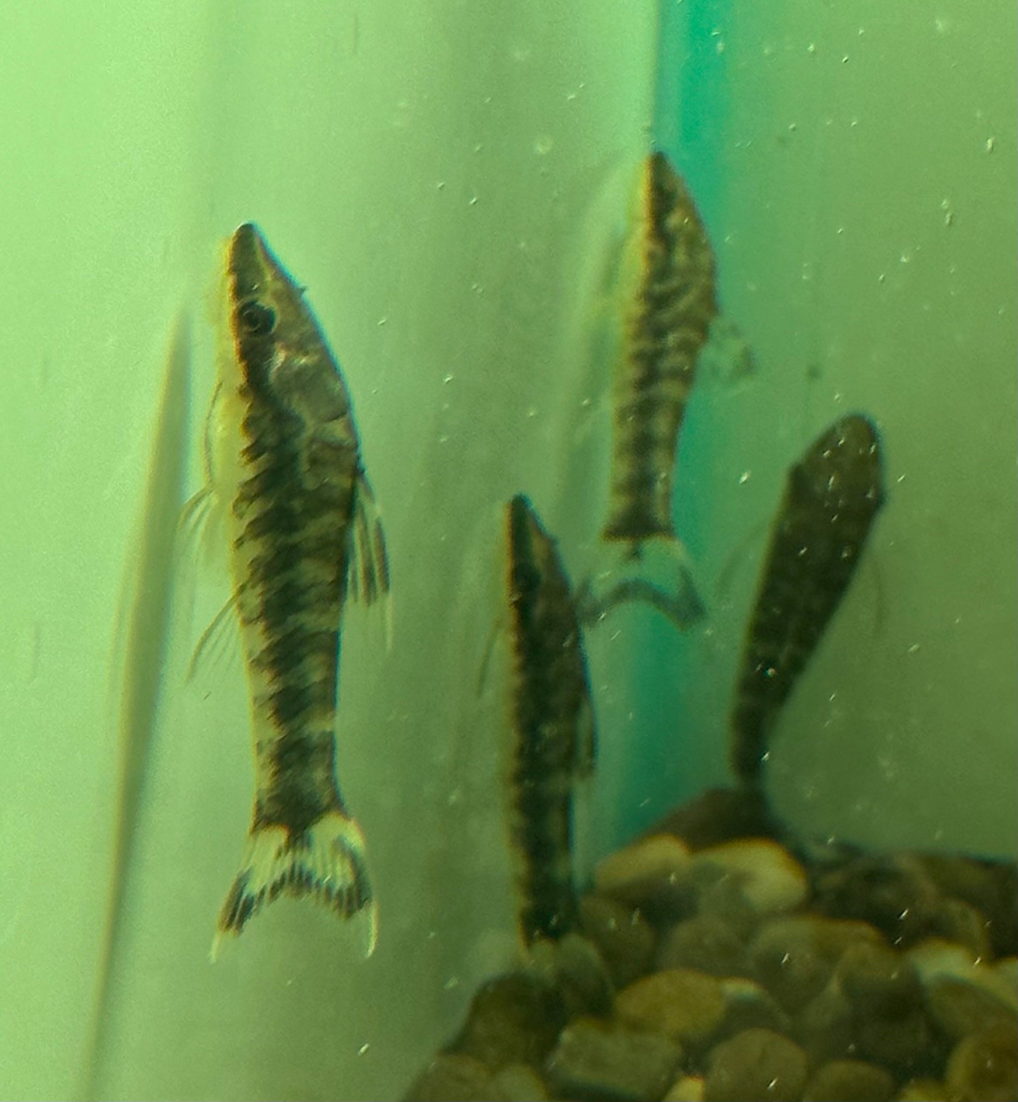 Zebra Otocinclus (1.25-1.5”)